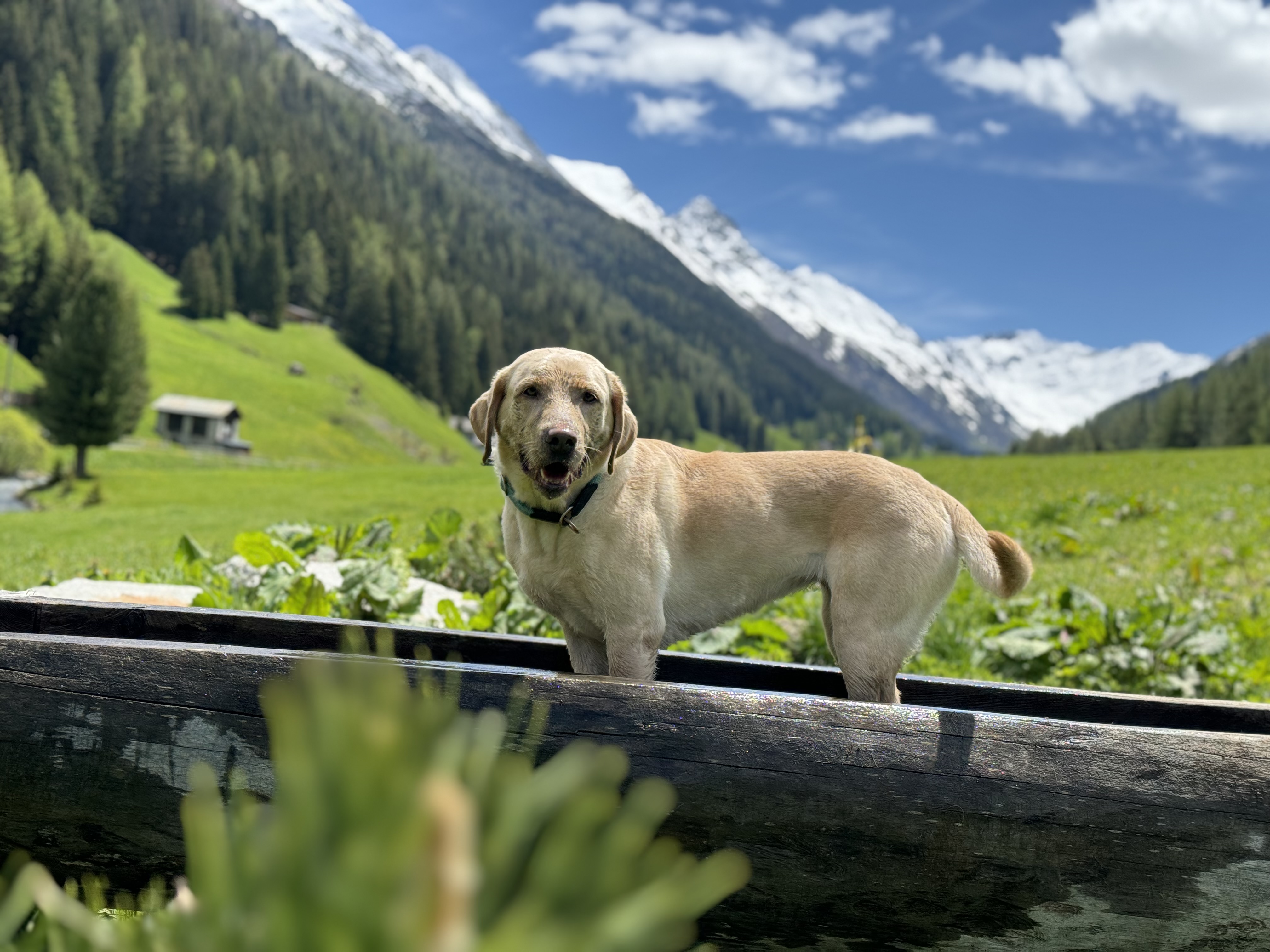 Hundefreundliche Ferienwohnungen in Davos.